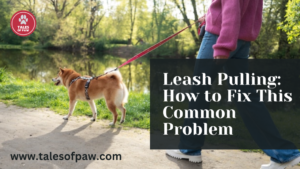 How to stop a dog leash pulling.