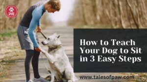 How to teach dog to sit