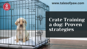 crate training tips and techniques